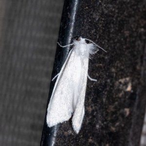 Tipanaea patulella (A Crambid moth) at Wingecarribee Local Government Area by Aussiegall