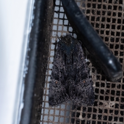 Neumichtis nigerrima (Black Turnip Moth) at Penrose - 1 Feb 2024 by Aussiegall