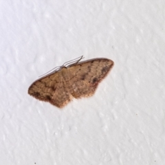 Idaea halmaea at Penrose - 1 Feb 2024 by Aussiegall