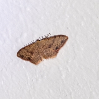 Idaea halmaea at Penrose - 1 Feb 2024 by Aussiegall