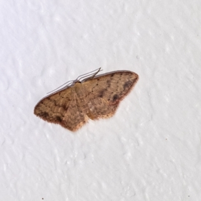Unidentified Geometer moth (Geometridae) at Penrose - 1 Feb 2024 by Aussiegall