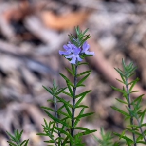 Westringia eremicola at Penrose - suppressed