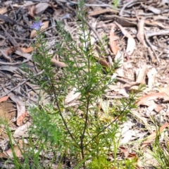 Westringia eremicola at Penrose - 3 Feb 2024