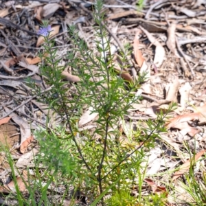 Westringia eremicola at Penrose - 3 Feb 2024