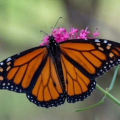 Danaus plexippus (Monarch) at Penrose - 4 Feb 2024 by Aussiegall