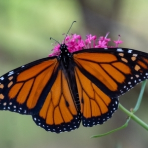 Danaus plexippus at Wingecarribee Local Government Area - suppressed