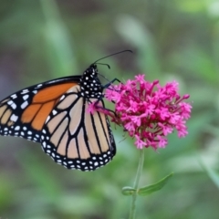 Danaus plexippus at Wingecarribee Local Government Area - suppressed