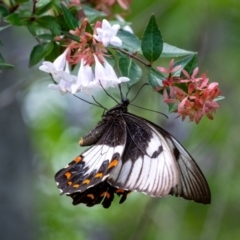 Papilio aegeus (Orchard Swallowtail, Large Citrus Butterfly) at Penrose - 11 Feb 2024 by Aussiegall