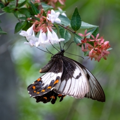 Papilio aegeus (Orchard Swallowtail, Large Citrus Butterfly) at Penrose, NSW - 11 Feb 2024 by Aussiegall