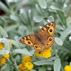 Junonia villida (Meadow Argus) at Penrose, NSW - 9 Feb 2024 by Aussiegall