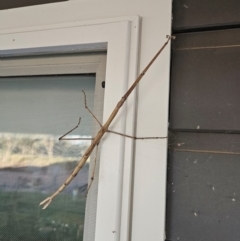 Acrophylla titan (Titan Stick Insect) at Gundaroo, NSW - 22 Dec 2023 by justinpurtle