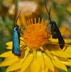 Pollanisus (genus) (A Forester Moth) at Gundaroo, NSW - 6 Feb 2024 by justinpurtle