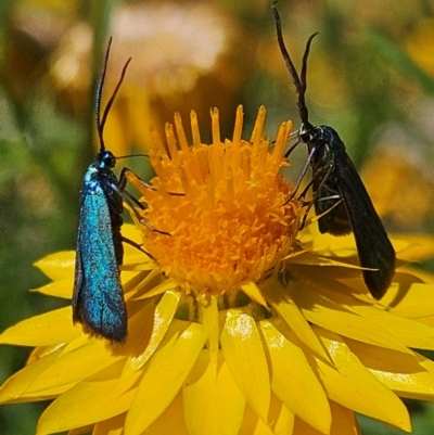 Pollanisus (genus) (A Forester Moth) at Gundaroo, NSW - 6 Feb 2024 by justinpurtle