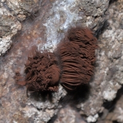 Unidentified Slime Mould (Myxomycetes) at Capalaba, QLD - 10 Feb 2024 by TimL