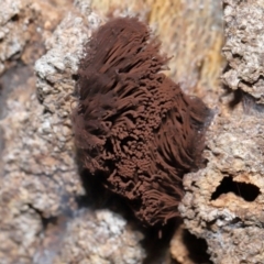 Unidentified Slime Mould (Myxomycetes) at Capalaba, QLD - 10 Feb 2024 by TimL