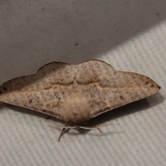 Antictenia punctunculus (A geometer moth) at Casey, ACT - 16 Feb 2024 by trevorpreston
