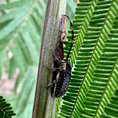 Ancita marginicollis (A longhorn beetle) at Aranda, ACT - 15 Feb 2024 by KMcCue