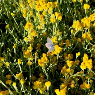 Zizina otis (Common Grass-Blue) at Aranda, ACT - 15 Feb 2024 by KMcCue