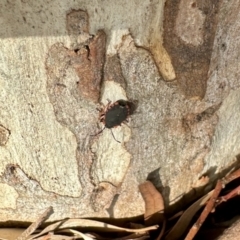 Diemenia rubromarginata (Pink-margined bug) at Aranda, ACT - 15 Feb 2024 by KMcCue