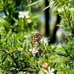 Eristalinus punctulatus at GG182 - 29 Jan 2024