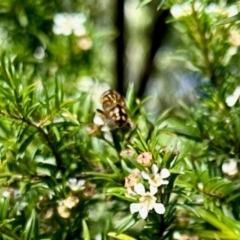 Eristalinus punctulatus at GG182 - 29 Jan 2024