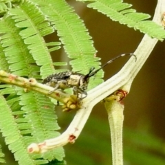 Ancita marginicollis (A longhorn beetle) at Aranda, ACT - 16 Feb 2024 by KMcCue