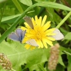 Zizina otis (Common Grass-Blue) at Aranda, ACT - 16 Feb 2024 by KMcCue