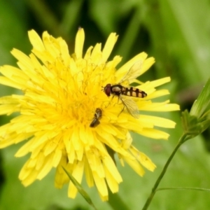 Simosyrphus grandicornis at Aranda, ACT - 16 Feb 2024