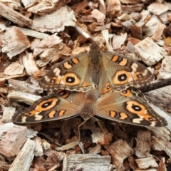 Junonia villida (Meadow Argus) at Aranda, ACT - 16 Feb 2024 by KMcCue