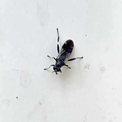 Exaireta spinigera (Garden Soldier Fly) at GG182 - 16 Feb 2024 by KMcCue