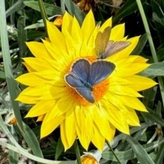 Zizina otis (Common Grass-Blue) at Aranda, ACT - 16 Feb 2024 by KMcCue