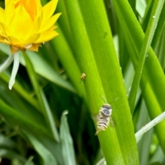 Megachile (Eutricharaea) macularis (Leafcutter bee, Megachilid bee) at Aranda, ACT - 16 Feb 2024 by KMcCue