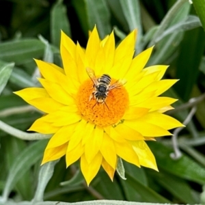 Megachile (Eutricharaea) macularis at Aranda, ACT - 16 Feb 2024