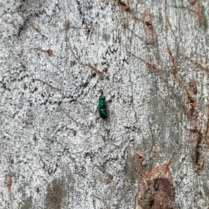 Chrysididae (family) at Aranda, ACT - 16 Feb 2024