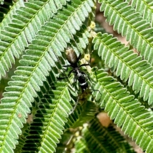 Camponotus aeneopilosus at Aranda, ACT - 16 Feb 2024