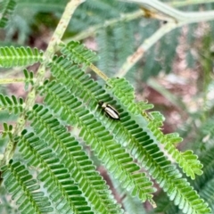 Monolepta froggatti (Leaf beetle) at Aranda, ACT - 16 Feb 2024 by KMcCue