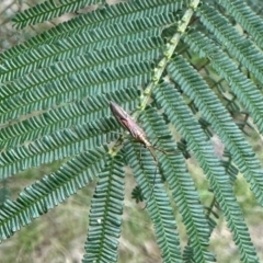 Rayieria acaciae (Acacia-spotting bug) at Aranda, ACT - 16 Feb 2024 by KMcCue