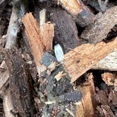 Tipanaea patulella at Aranda, ACT - 16 Feb 2024 by KMcCue