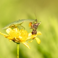 Orthodera ministralis (Green Mantid) at Penrose, NSW - 12 Feb 2024 by Aussiegall