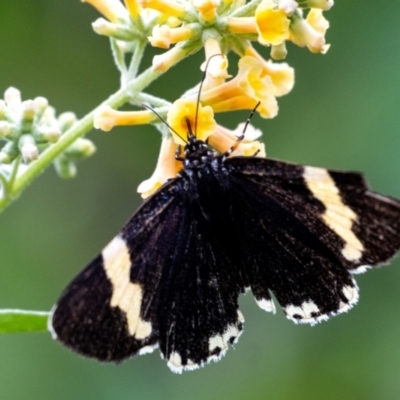 Eutrichopidia latinus (Yellow-banded Day-moth) at Penrose, NSW - 16 Feb 2024 by Aussiegall