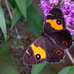 Tisiphone abeona (Varied Sword-grass Brown) at Penrose - 16 Feb 2024 by Aussiegall