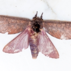 Elhamma australasiae (A Swift or Ghost moth (Hepialidae)) at Wingecarribee Local Government Area - 6 Feb 2024 by Aussiegall