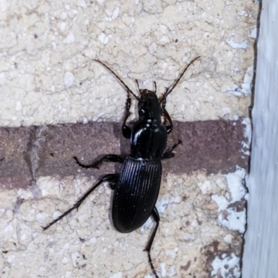 Carabidae sp. (family) (A ground beetle) at Penrose, NSW - 1 Feb 2024 by Aussiegall