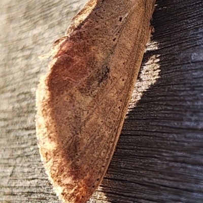 Elhamma australasiae (A Swift or Ghost moth (Hepialidae)) at Gundaroo, NSW - 16 Feb 2024 by Gunyijan