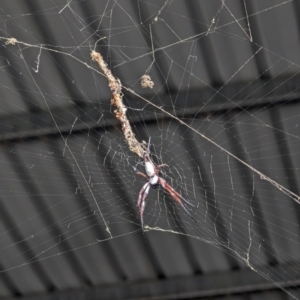 Trichonephila edulis at Kenny, ACT - 17 Feb 2024