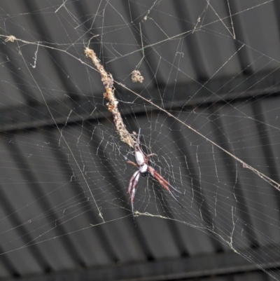 Trichonephila edulis (Golden orb weaver) at Kenny, ACT - 16 Feb 2024 by AniseStar