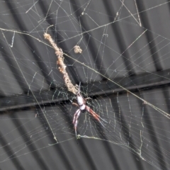 Trichonephila edulis at Kenny, ACT - 17 Feb 2024