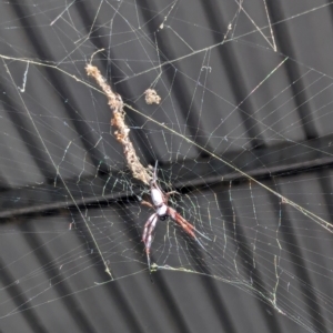 Trichonephila edulis at Kenny, ACT - 17 Feb 2024