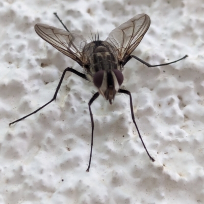 Senostoma sp. (genus) (A parasitoid tachinid fly) at Watson, ACT - 16 Feb 2024 by AniseStar