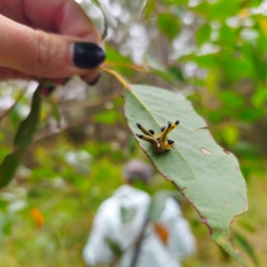 Perginae sp. (subfamily) at QPRC LGA - 16 Feb 2024